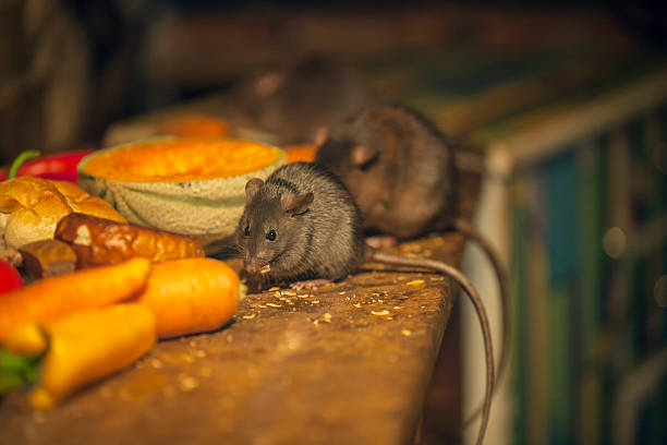 Rats feeding near food sources inside a building highlighting the need for rodent pest control