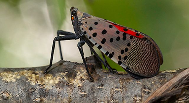Technician treating tree for spotted lanternflies in Chantilly, Virginia