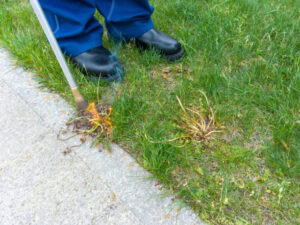 Lawn care technician applying pre-emergent weed control to lawn in Chantilly, Virginia