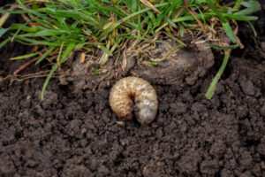 Lawn damage caused by grubs in residential yard in Chantilly, Virginia