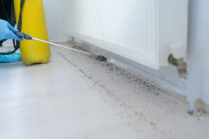 Technician inspecting ant trail near home foundation in Chantilly, Virginia