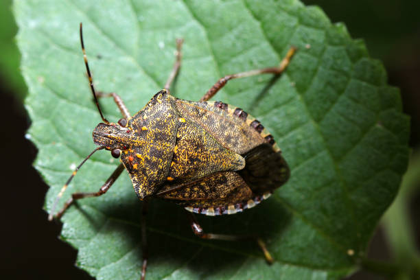 Technician treating home exterior for stink bugs in Chantilly, Virginia