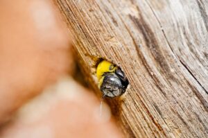 Carpenter bee nesting hole and sawdust pile on a wood deck railing during carpenter bee control treatment in Chantilly, VA